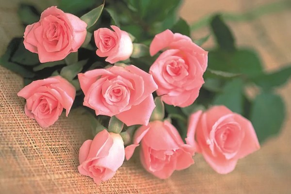 粉红色玫瑰花的寓意,寓意美好初恋、爱的宣言等