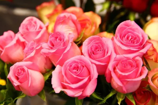 粉红色玫瑰花的寓意,寓意美好初恋、爱的宣言等