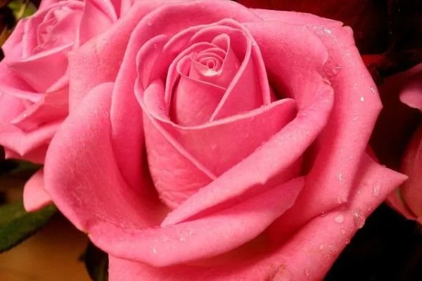 粉红色玫瑰花的寓意,寓意美好初恋、爱的宣言等