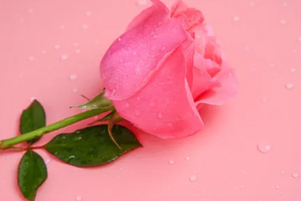 粉红色玫瑰花的寓意,寓意美好初恋、爱的宣言等