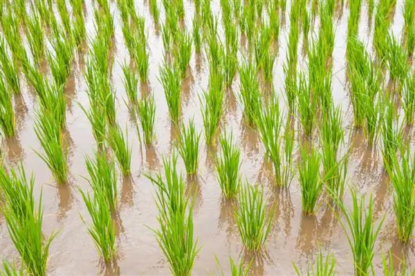 水稻虫害的防治，常见的有螟虫、稻飞虱等