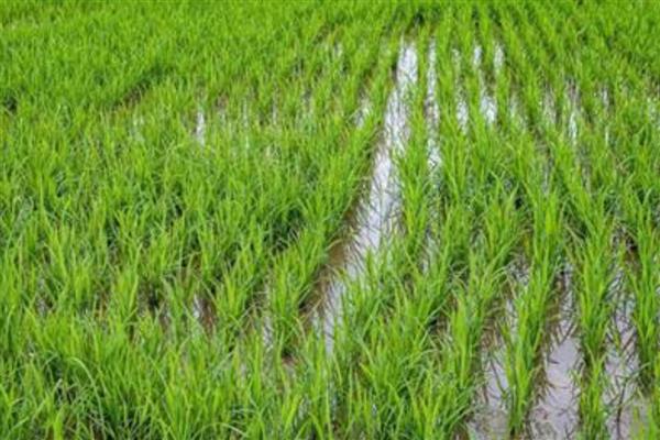 水稻虫害的防治，常见的有螟虫、稻飞虱等