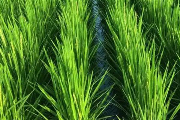 水稻虫害的防治，常见的有螟虫、稻飞虱等