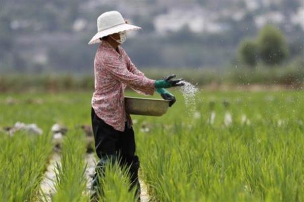 水稻虫害的防治，常见的有螟虫、稻飞虱等
