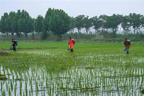 水稻虫害的防治，常见的有螟虫、稻飞虱等