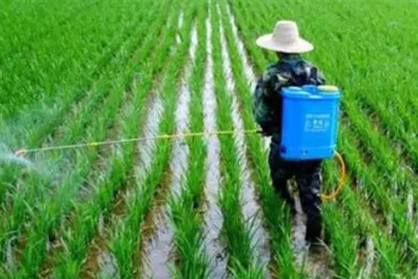 水稻虫害的防治，常见的有螟虫、稻飞虱等