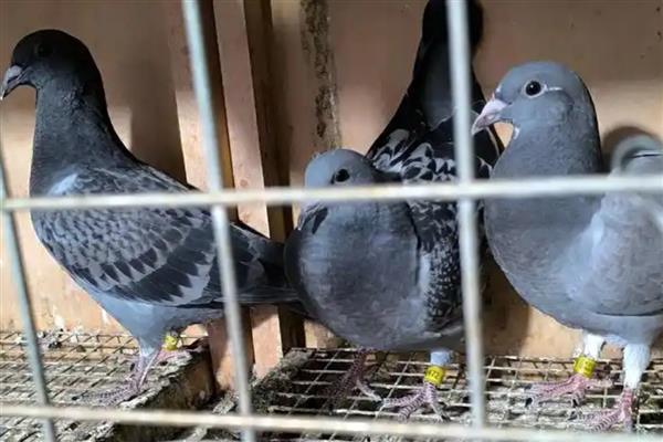 幼鸽多大开始清理毛滴虫,破壳半月左右就可以