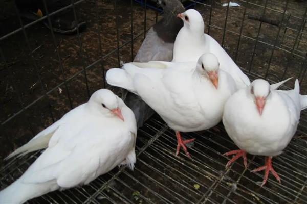 幼鸽多大开始清理毛滴虫,破壳半月左右就可以