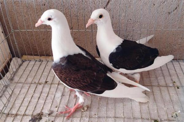 幼鸽多大开始清理毛滴虫,破壳半月左右就可以