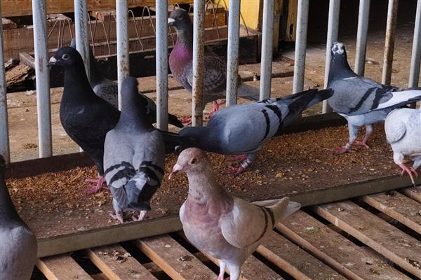 幼鸽多大开始清理毛滴虫,破壳半月左右就可以