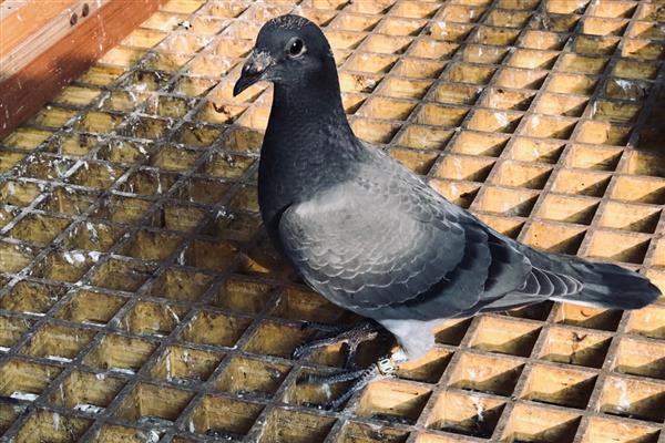 幼鸽多大开始清理毛滴虫,破壳半月左右就可以