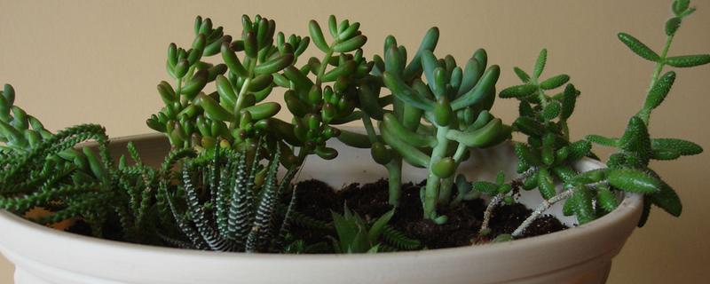 翡翠景天的扦插方法,摘除枝底的叶片再插入土壤中