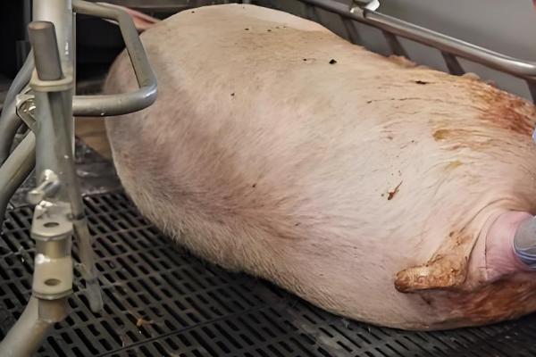 母猪下崽慢怎么处理,可人工辅助