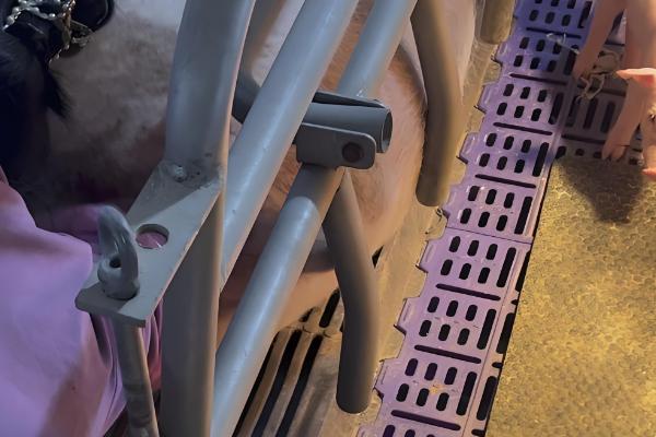 母猪下崽慢怎么处理,可人工辅助