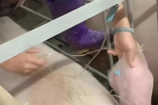 母猪下崽慢怎么处理,可人工辅助