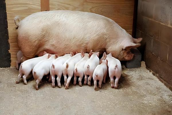 母猪下崽慢怎么处理,可人工辅助