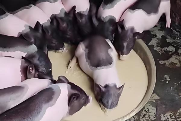 母猪下崽慢怎么处理,可人工辅助