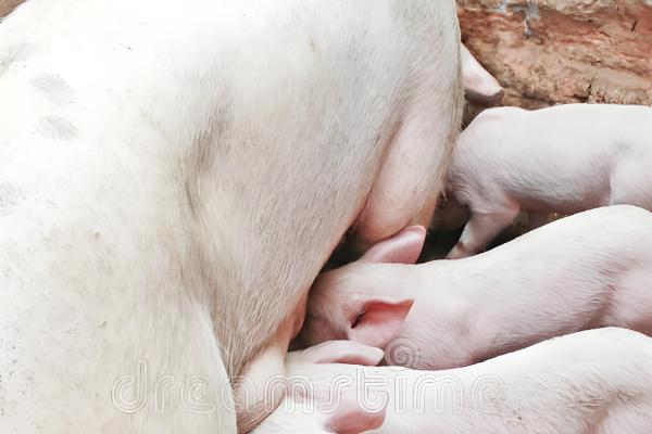 母猪下崽慢怎么处理,可人工辅助