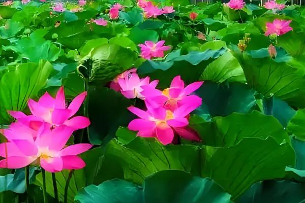 荷花的开放时间,盛花期在每年的8月份