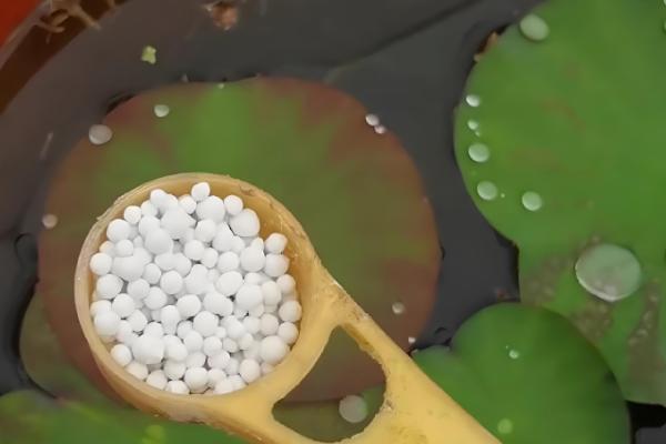 荷花的开放时间,盛花期在每年的8月份