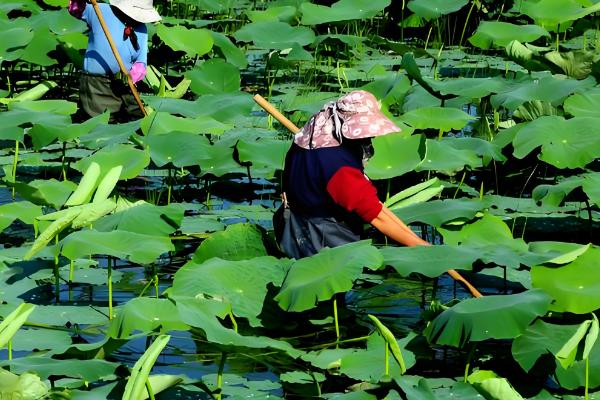 荷花的开放时间,盛花期在每年的8月份
