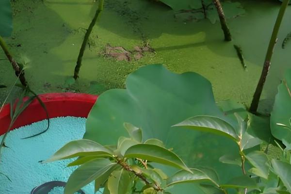 荷花的开放时间,盛花期在每年的8月份