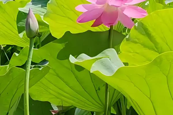 荷花的开放时间,盛花期在每年的8月份