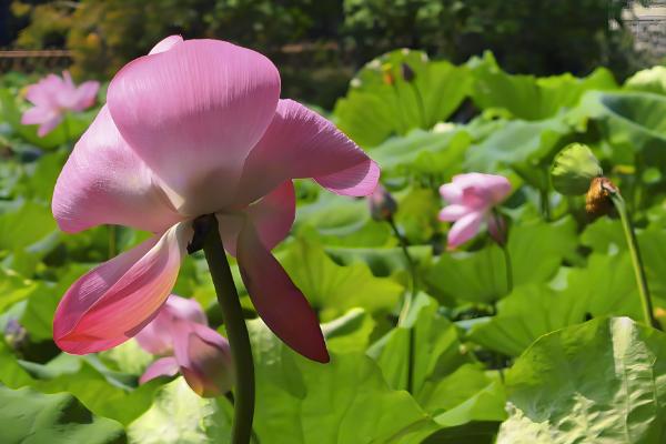 荷花的开放时间,盛花期在每年的8月份