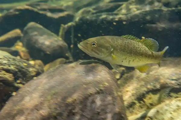 鲈鱼的开口季节，5月持续到10月左右