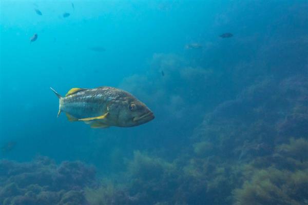 鲈鱼的开口季节，5月持续到10月左右