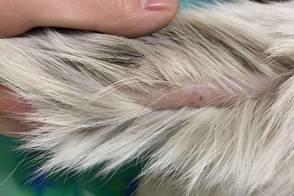 什么是猫种马尾,又称为尾腺增生