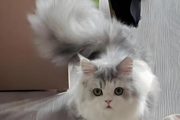 什么是猫种马尾,又称为尾腺增生