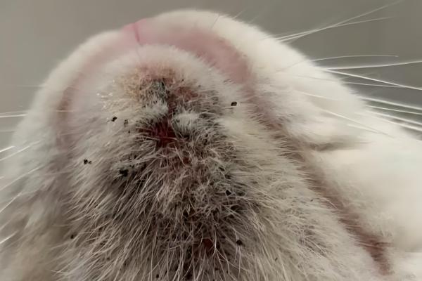 什么是猫种马尾,又称为尾腺增生