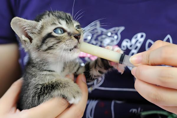 什么是猫种马尾,又称为尾腺增生