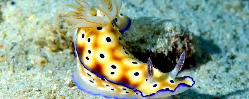 海兔是什么，也被叫做海蛞蝓