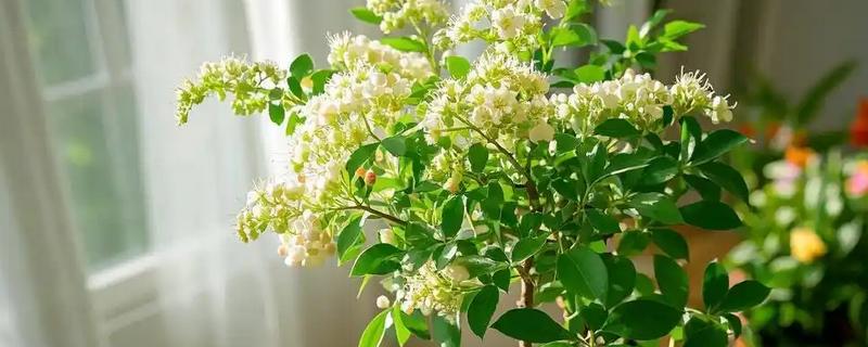 珍珠梅为何叶片发黄，遇到强光、空气干燥等因素都会造成