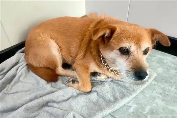 狗狗营养不良如何辨别,可以通过外观、皮肤等辨别