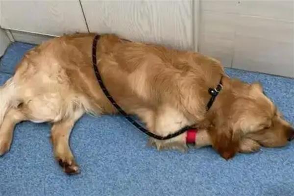 狗狗营养不良如何辨别,可以通过外观、皮肤等辨别