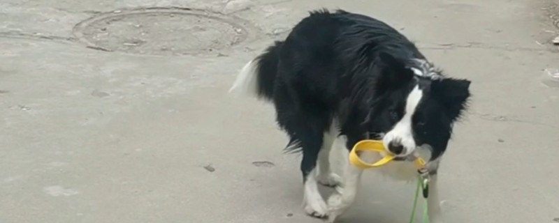 狗绝育的最佳时机,身体健康就可以手术