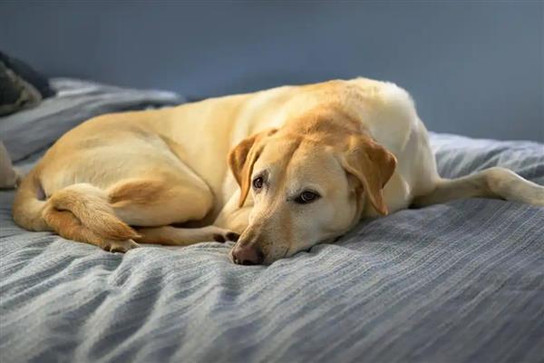 狗狗营养不良如何辨别,可以通过外观、皮肤等辨别