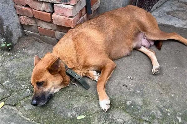 狗狗营养不良如何辨别,可以通过外观、皮肤等辨别