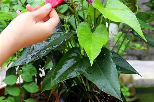 红掌的浇水技巧，幼苗期要控制好浇水频率