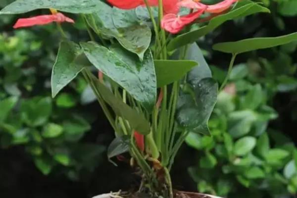 红掌的浇水技巧，幼苗期要控制好浇水频率
