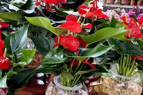 红掌的浇水技巧，幼苗期要控制好浇水频率