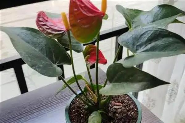 红掌的浇水技巧，幼苗期要控制好浇水频率