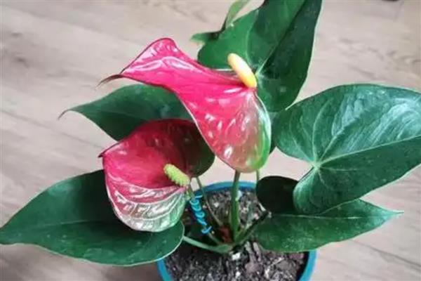 红掌的浇水技巧，幼苗期要控制好浇水频率