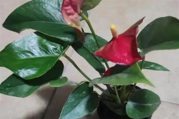 红掌的浇水技巧，幼苗期要控制好浇水频率