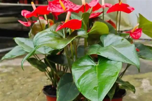 红掌的浇水技巧，幼苗期要控制好浇水频率