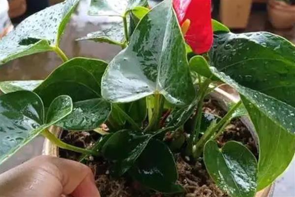 红掌的浇水技巧，幼苗期要控制好浇水频率