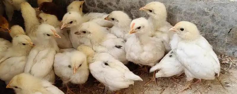 小鸡多久能长大,土鸡一般需要4-6个月